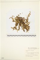 登錄號:A00005421藏品圖，第1張
