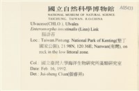 腸滸苔, 河石髮藏品圖，第2張
