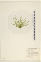 腸滸苔, 河石髮藏品圖，第3張
