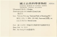 腸滸苔, 河石髮藏品圖，第2張
