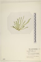 腸滸苔, 河石髮藏品圖，第3張