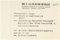 腸滸苔, 河石髮藏品圖，第2張