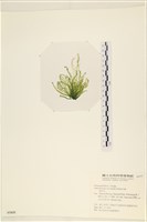 腸滸苔, 河石髮藏品圖，第3張