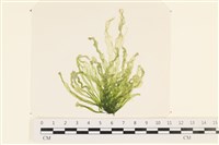 腸滸苔, 河石髮藏品圖，第1張