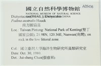 南方團扇藻藏品圖，第2張