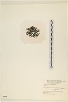 登錄號:A00005448藏品圖，第2張