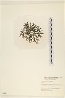 登錄號:A00005449藏品圖，第3張