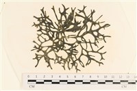 登錄號:A00005449藏品圖，第1張