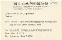 登錄號:A00005470藏品圖，第2張