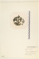 登錄號:A00005470藏品圖，第3張