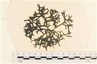 登錄號:A00005470藏品圖，第1張
