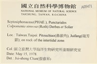 袋苔, 囊藻藏品圖，第2張
