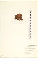 袋苔, 囊藻藏品圖，第3張