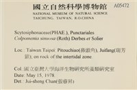袋苔, 囊藻藏品圖，第2張