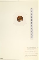 袋苔, 囊藻藏品圖，第3張