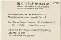 黑葉小網藻藏品圖，第2張