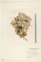 黑葉小網藻藏品圖，第1張