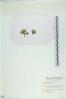 小團扇藻藏品圖，第3張