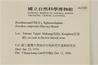 布氏藻藏品圖，第2張