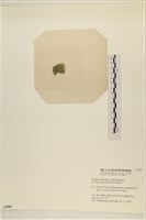 布氏藻藏品圖，第3張