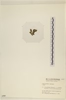 登錄號:A00005509藏品圖，第3張
