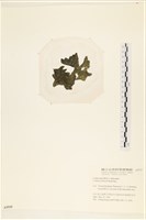 阿拉伯松藻藏品圖，第3張
