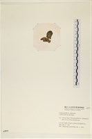 阿拉伯松藻藏品圖，第3張