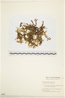 登錄號:A00005512藏品圖，第1張