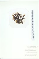 厚網目藻藏品圖，第3張