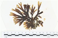 厚網目藻藏品圖，第1張