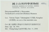 厚網目藻藏品圖，第2張