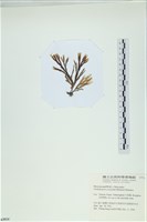 厚網目藻藏品圖，第3張