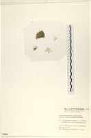 指枝藻藏品圖，第3張