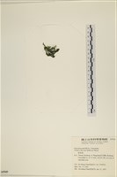 登錄號:A00005549藏品圖，第3張