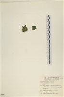 登錄號:A00005551藏品圖，第3張