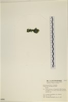 登錄號:A00005552藏品圖，第3張