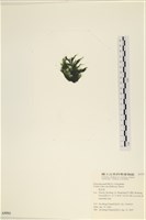 登錄號:A00005553藏品圖，第3張