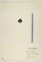 登錄號:A00005554藏品圖，第3張