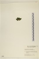 登錄號:A00005555藏品圖，第3張