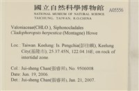 登錄號:A00005556藏品圖，第2張