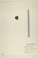 登錄號:A00005556藏品圖，第3張