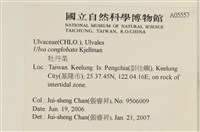 茶花石蓴, 牡丹菜藏品圖，第2張
