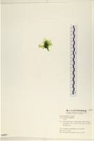 茶花石蓴, 牡丹菜藏品圖，第3張