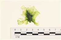 茶花石蓴, 牡丹菜藏品圖，第1張