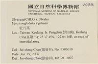 茶花石蓴, 牡丹菜藏品圖，第2張
