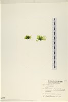 茶花石蓴, 牡丹菜藏品圖，第3張