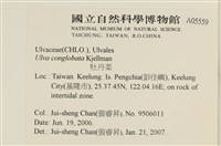 茶花石蓴, 牡丹菜藏品圖，第2張