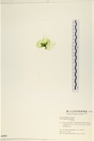 茶花石蓴, 牡丹菜藏品圖，第3張