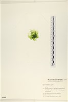 茶花石蓴, 牡丹菜藏品圖，第3張