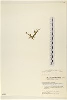 登錄號:A00005561藏品圖，第3張